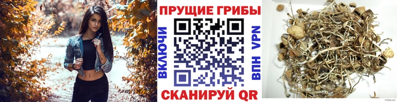 Галлюциногенные грибы GOLDEN TEACHER  Реутов 