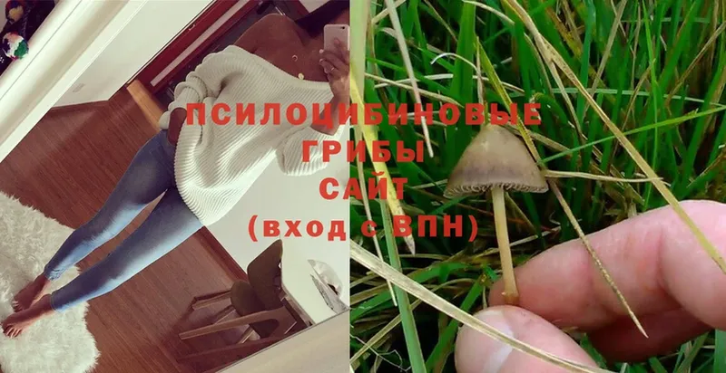 Псилоцибиновые грибы Psilocybe  Реутов 